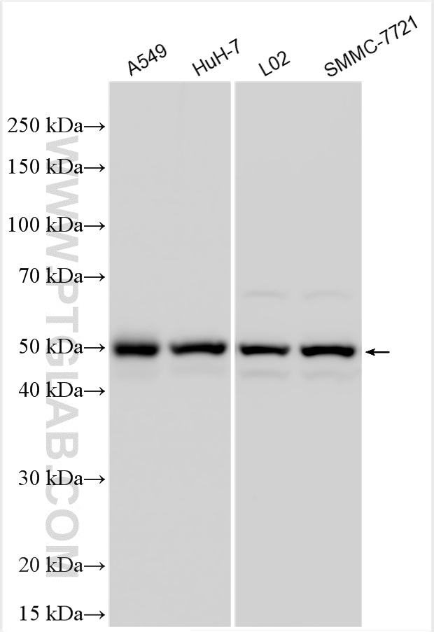 WB analysis using 20010-1-AP