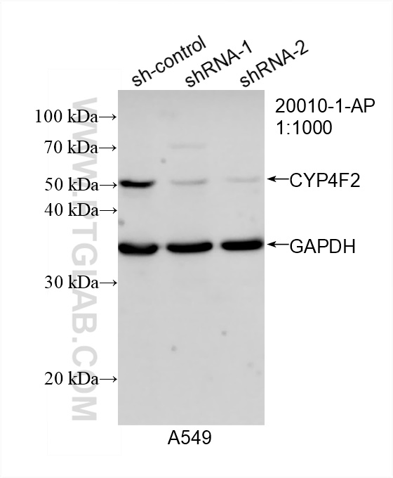 WB analysis of A549 using 20010-1-AP