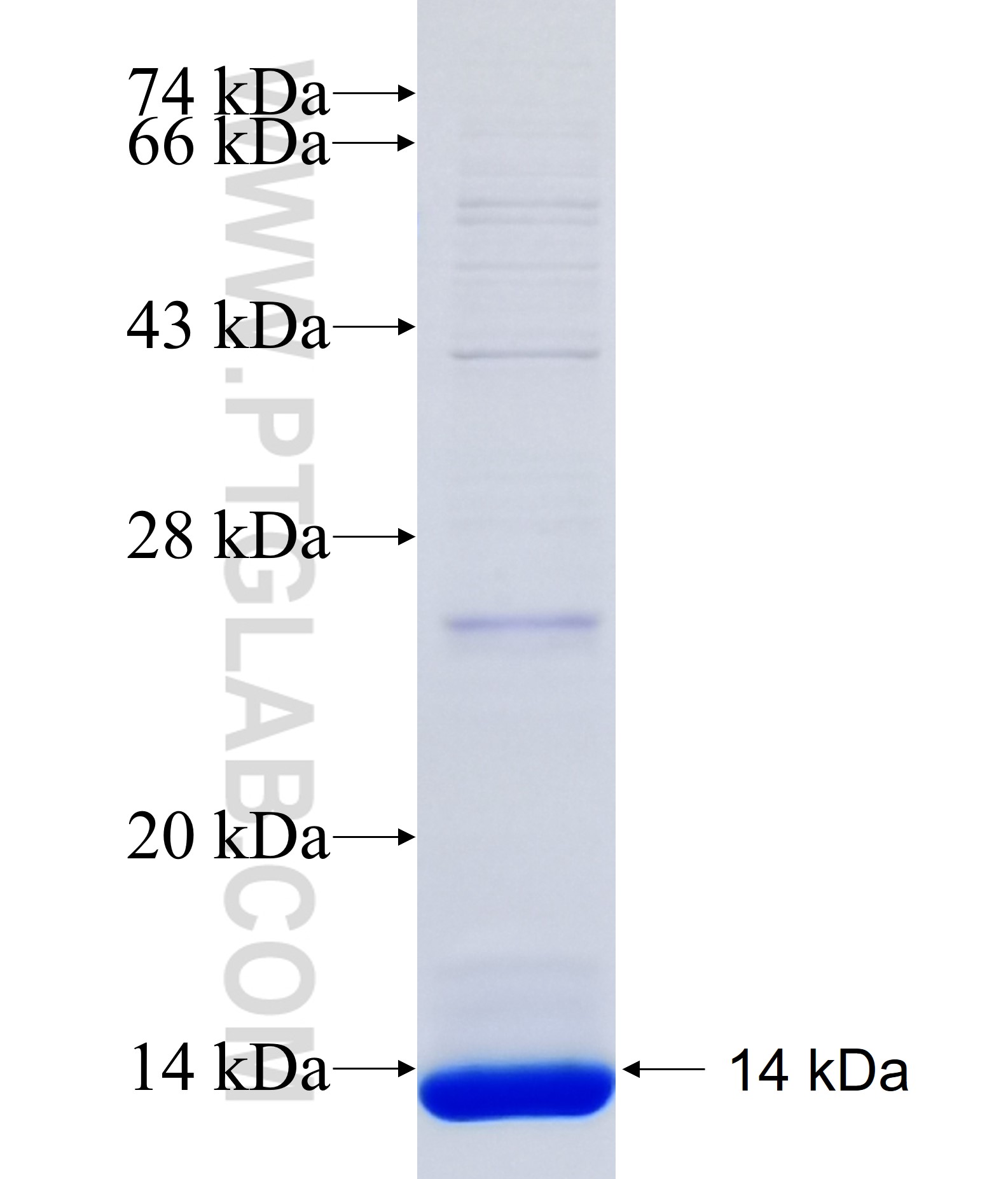 CYP4F22 fusion protein Ag34339 SDS-PAGE CYP4F22 fusion protein Ag34339 SDS-PAGE