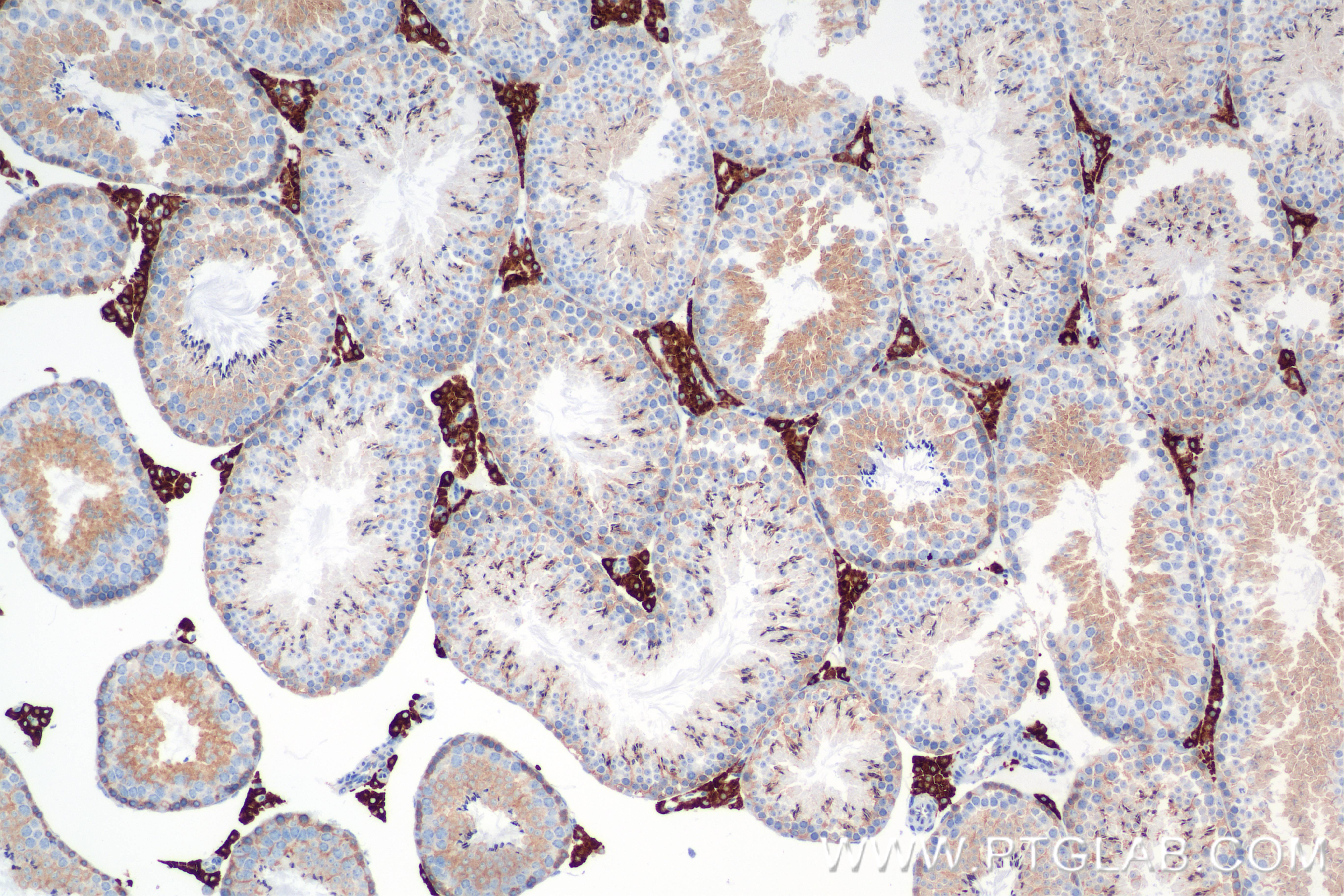 IHC staining of mouse testis using 84705-4-RR (same clone as 84705-4-PBS)