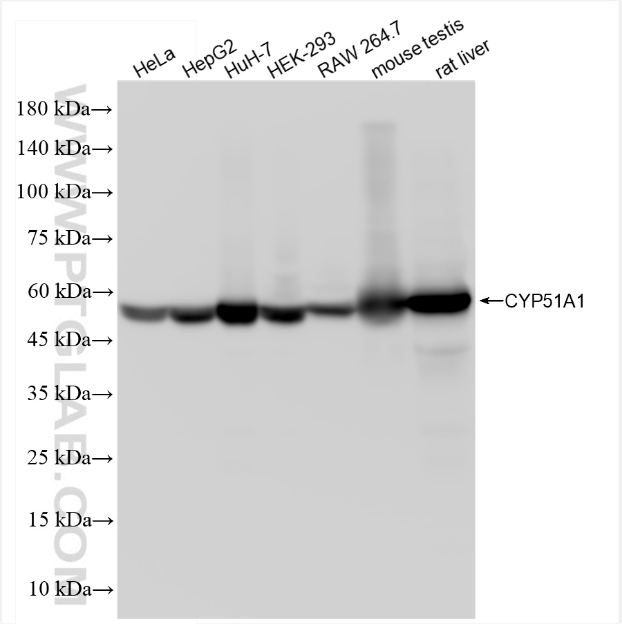 WB analysis using 84705-4-RR
