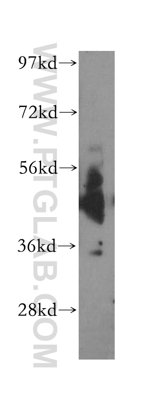 WB analysis of mouse testis using 51059-1-AP