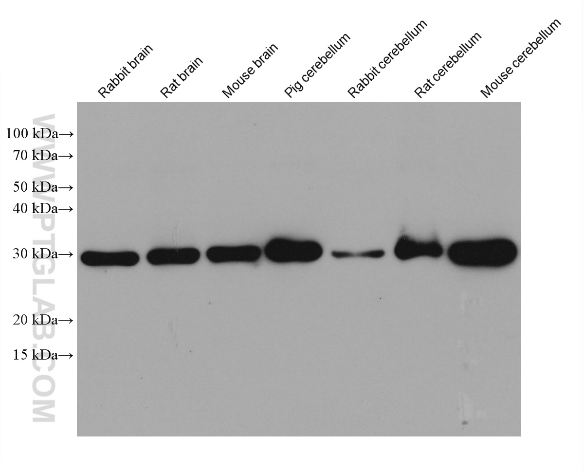 WB analysis using 66394-1-Ig