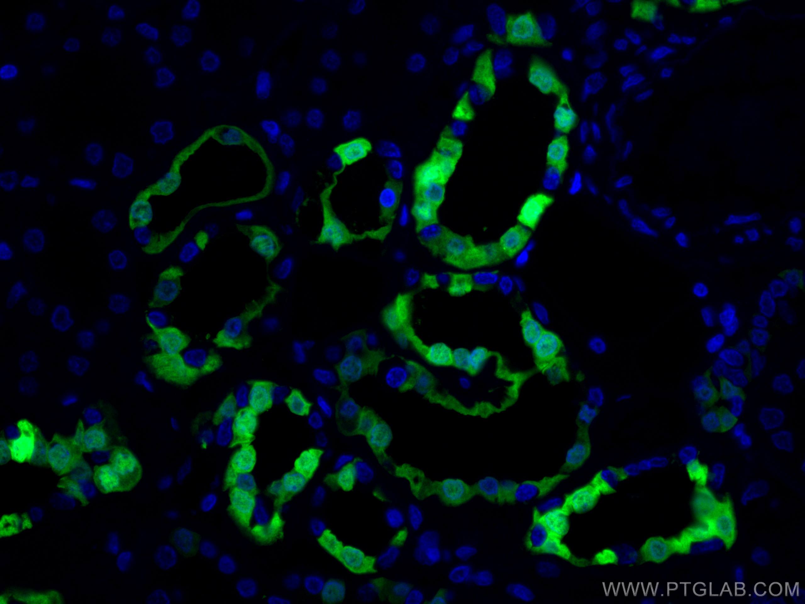 IF Staining of human kidney using CL488-14479
