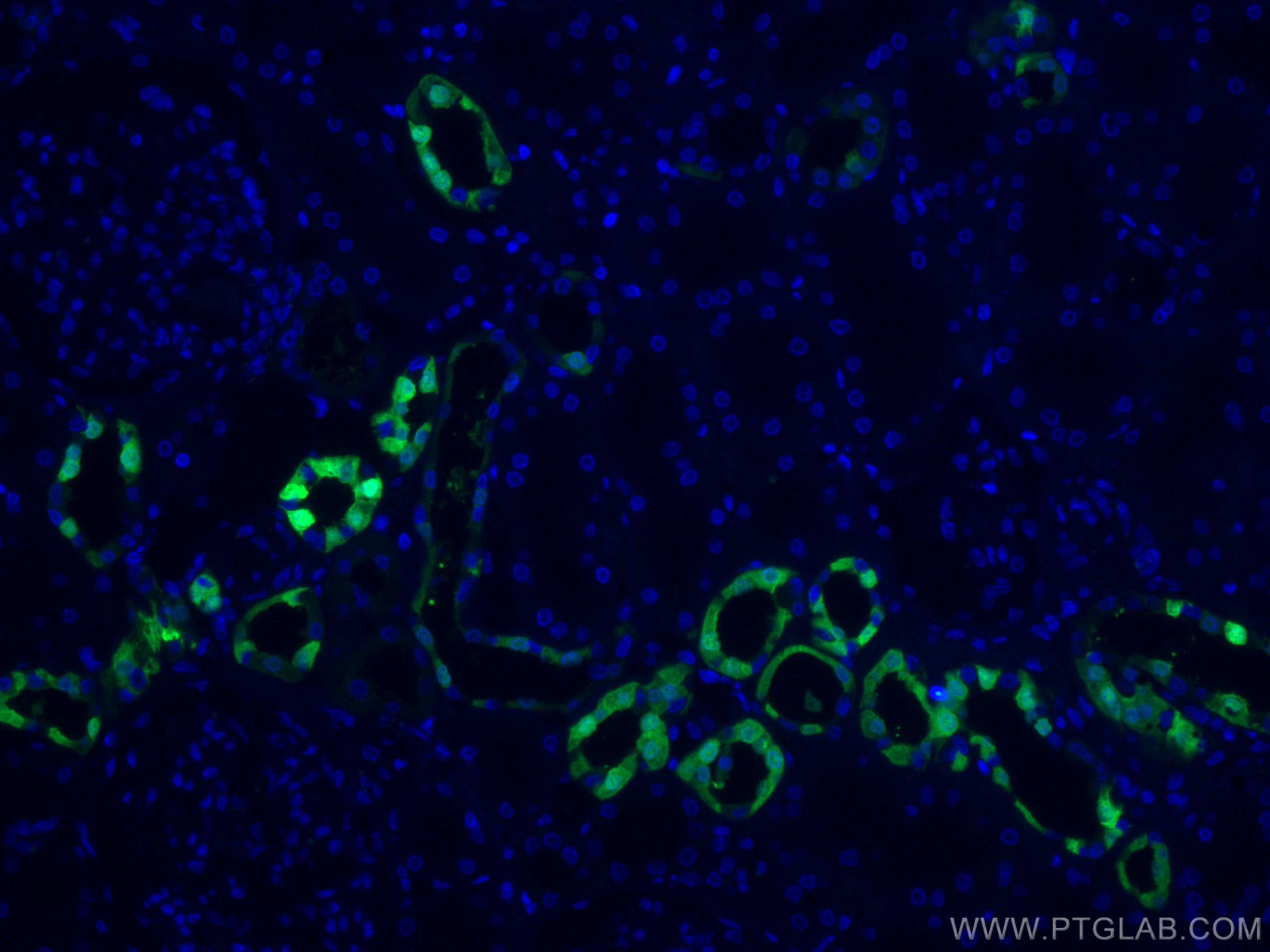 IF Staining of human kidney using CL488-14479