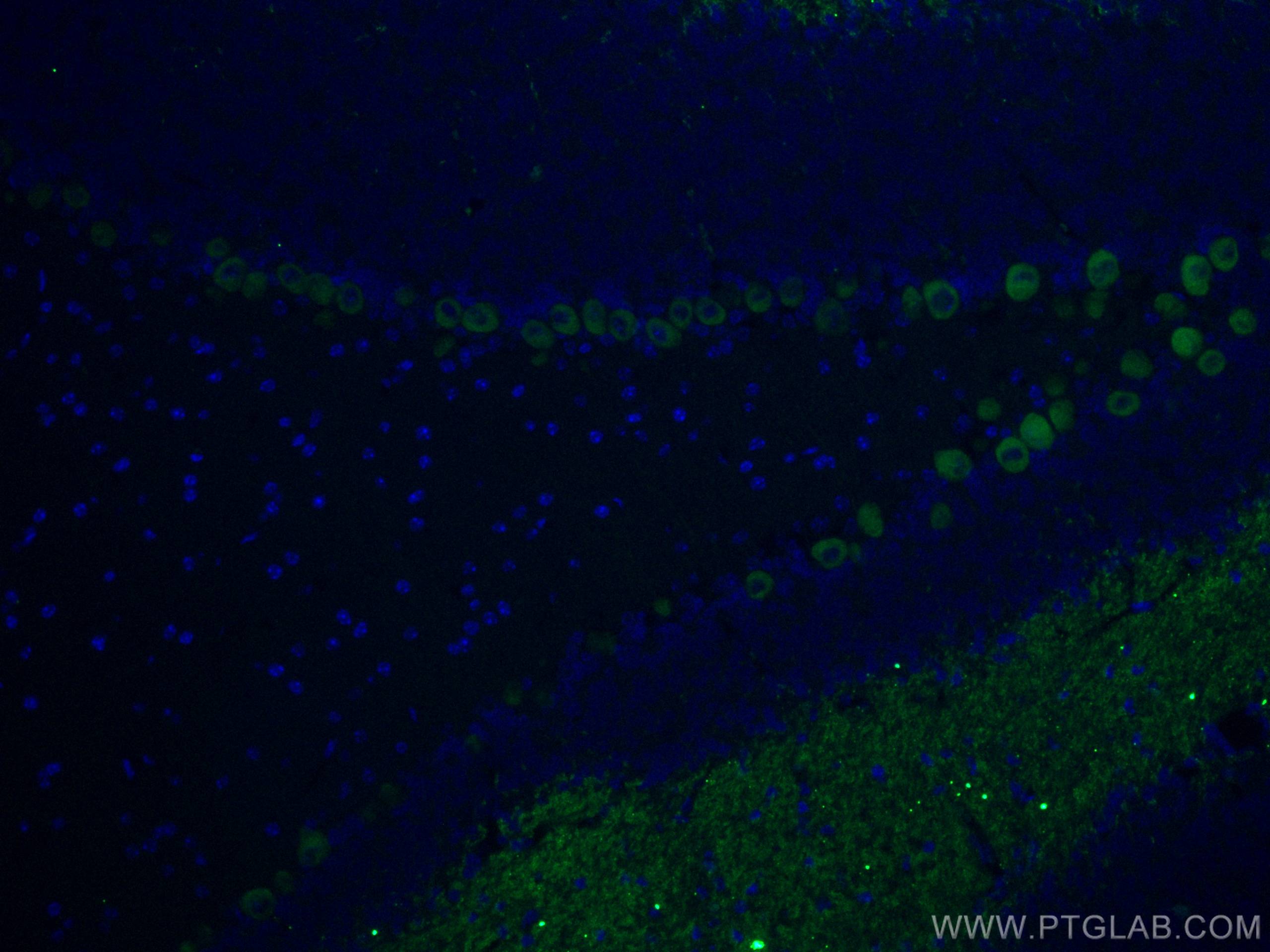 IF Staining of mouse cerebellum using CL488-66394