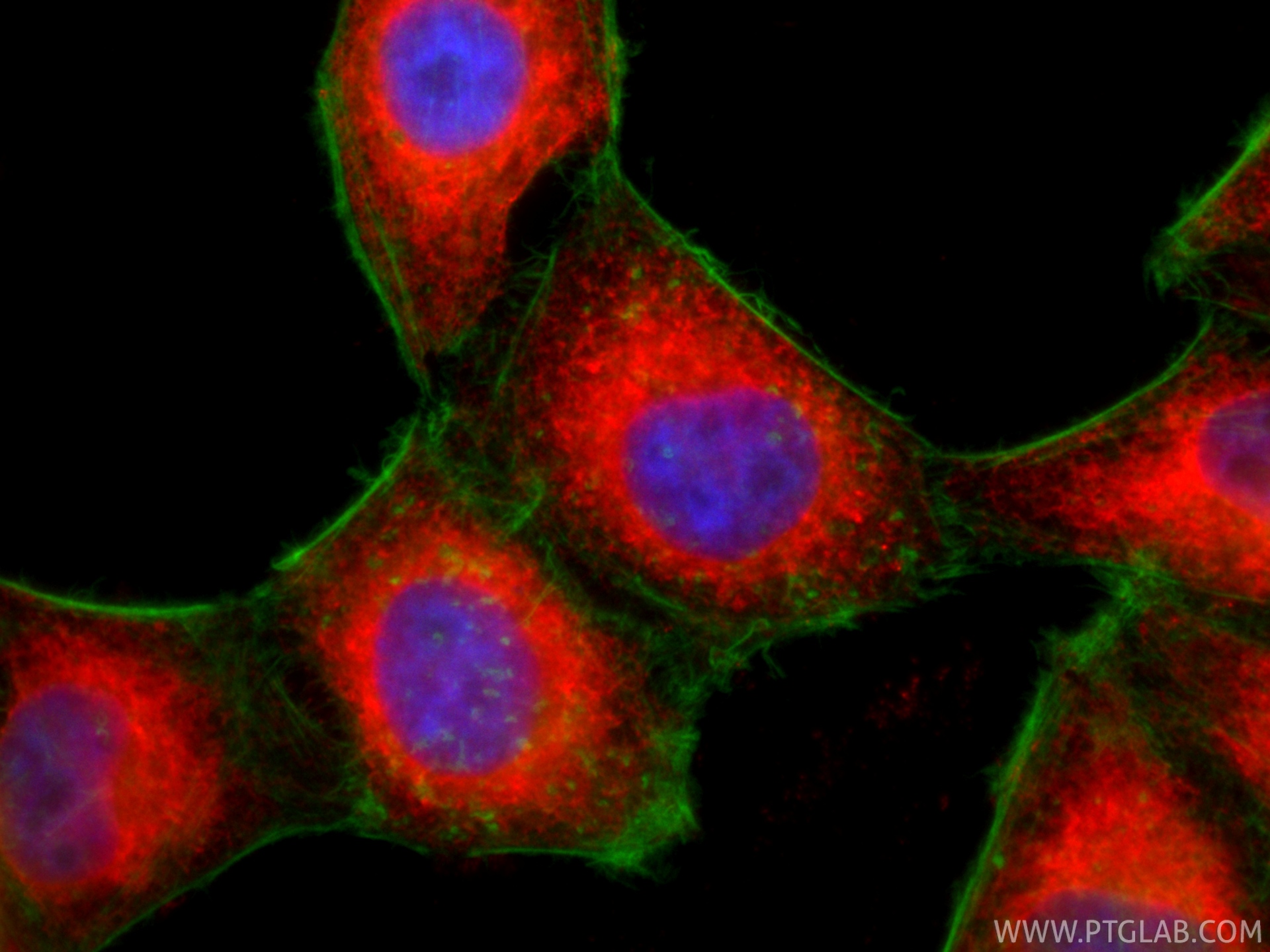 Immunofluorescent analysis of (4% PFA) fixed HepG2 cells using CoraLite®594 Calnexin antibody (CL594-10427) at dilution of 1:200, CL488-phalloidin (green). IF Staining of HepG2 using CL594-10427
