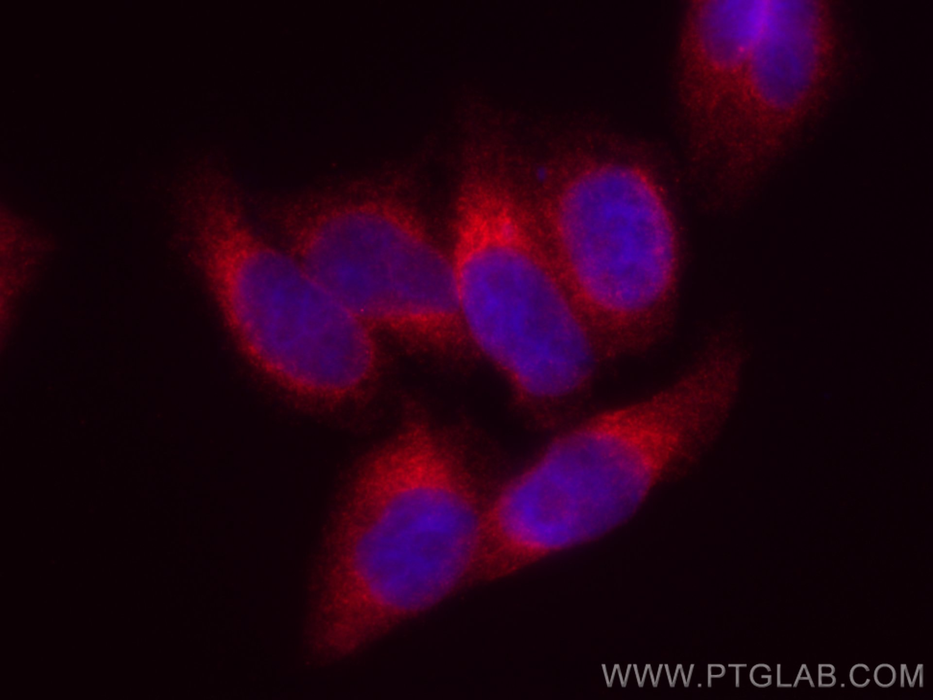 IF Staining of HepG2 using CL594-66903