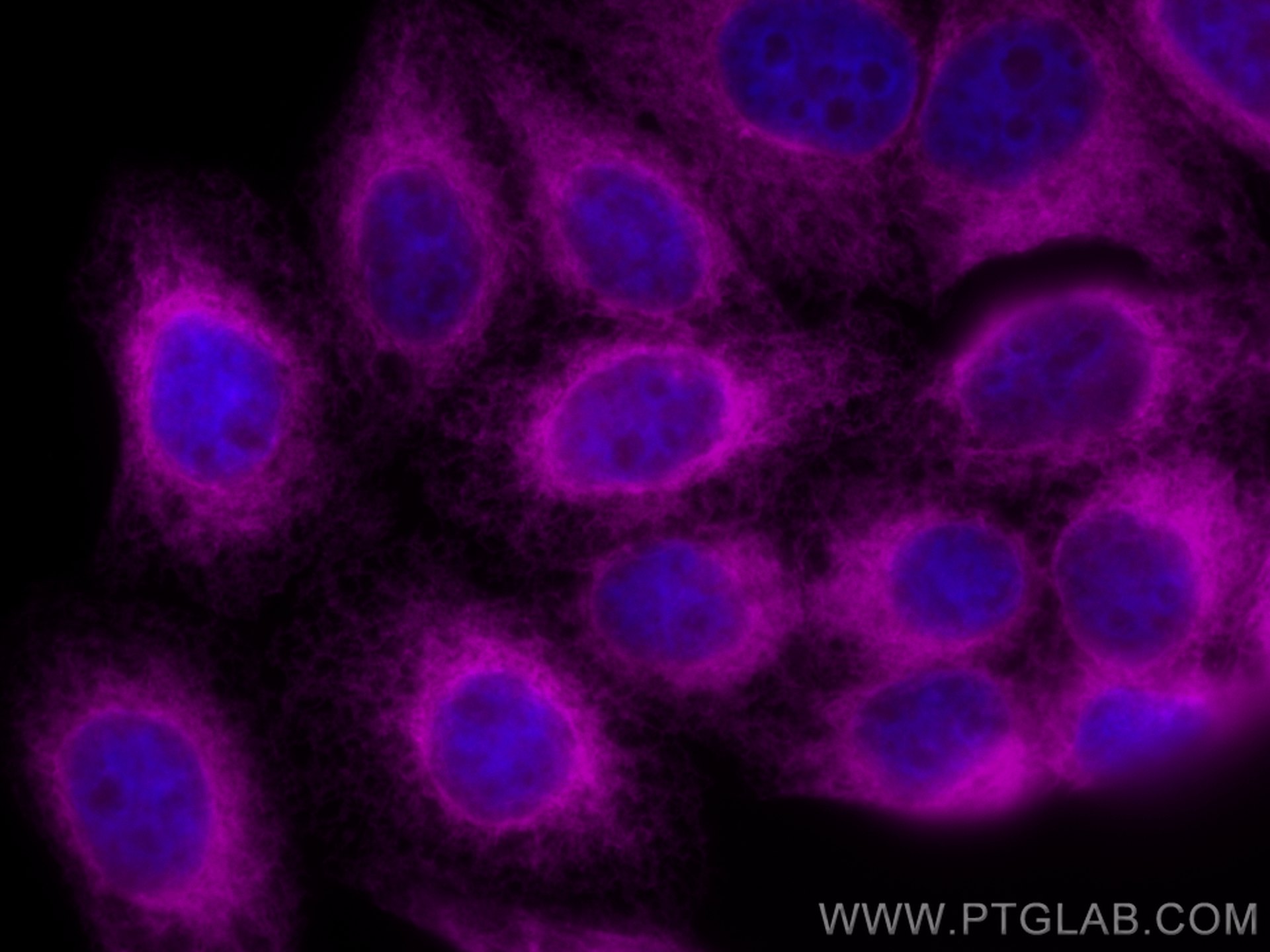 IF Staining of HepG2 using CL647-10427