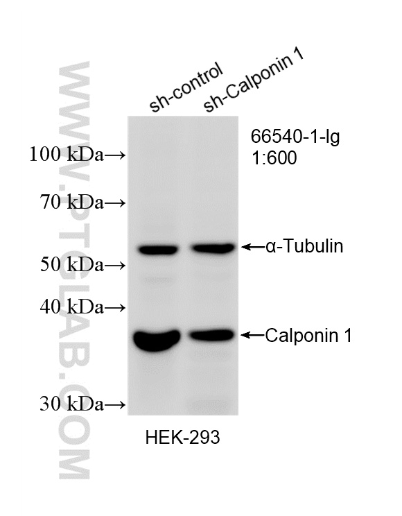WB analysis of HEK-293 using 66540-1-Ig WB analysis of HEK-293 using 66540-1-Ig