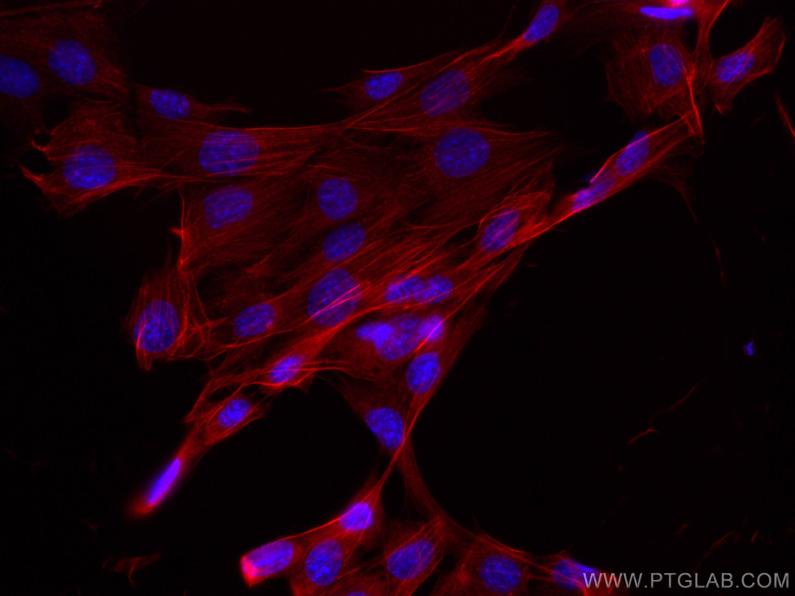 IF Staining of C2C12 using CL594-13938