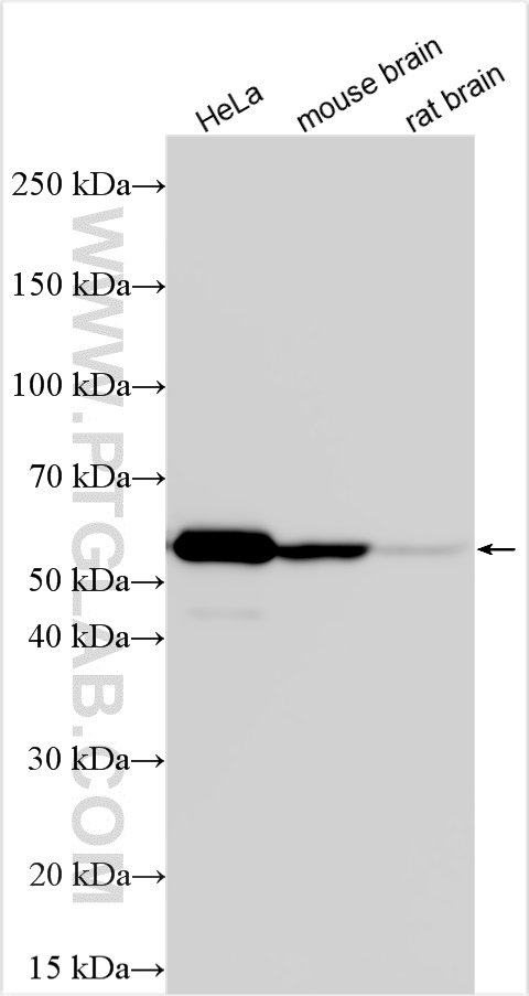 WB analysis using 27298-1-AP