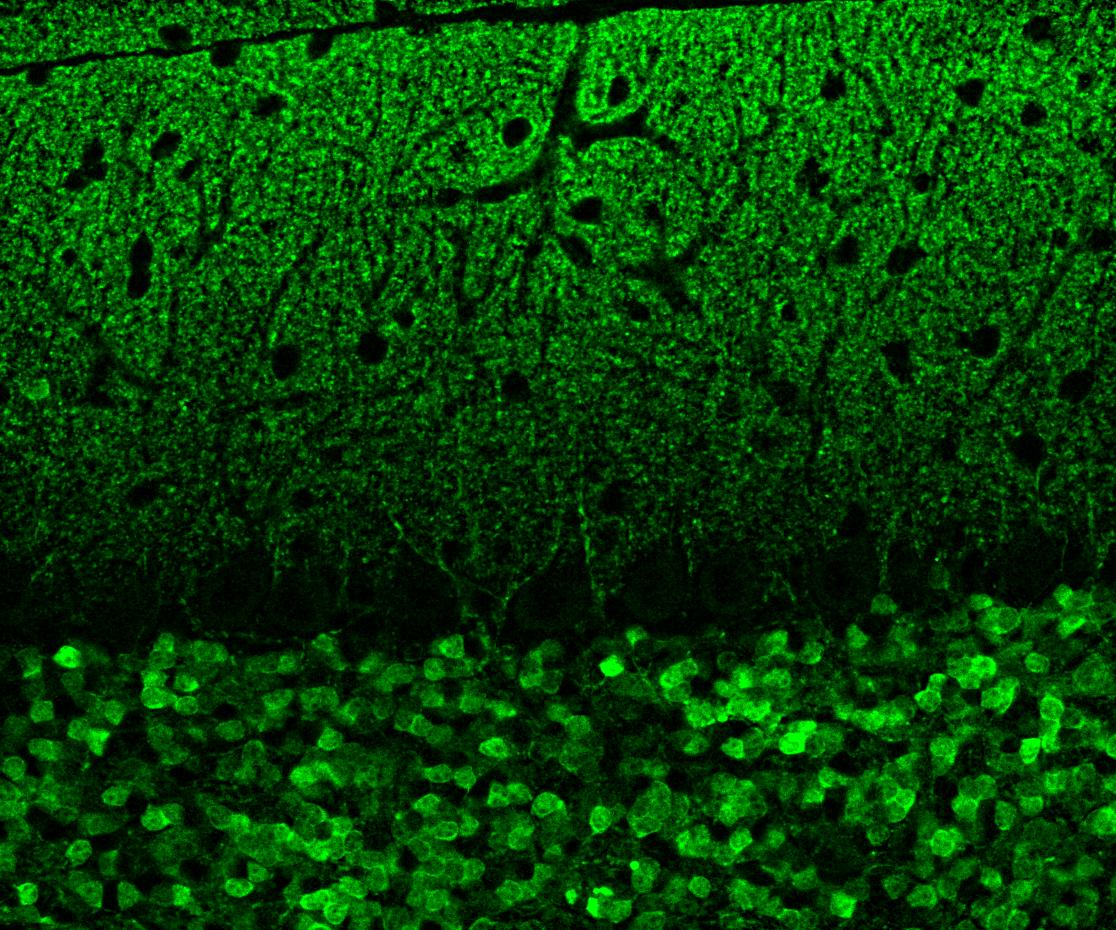 IF Staining of adult mouse cerebellum tissue using 82811-1-RR