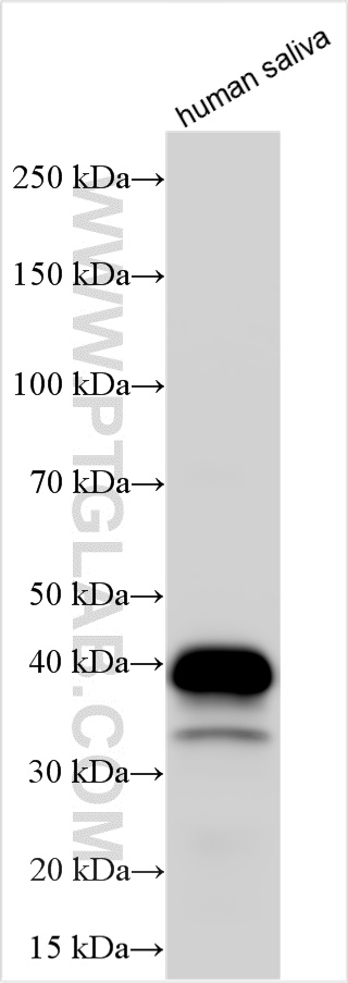 WB analysis using 32740-1-AP
