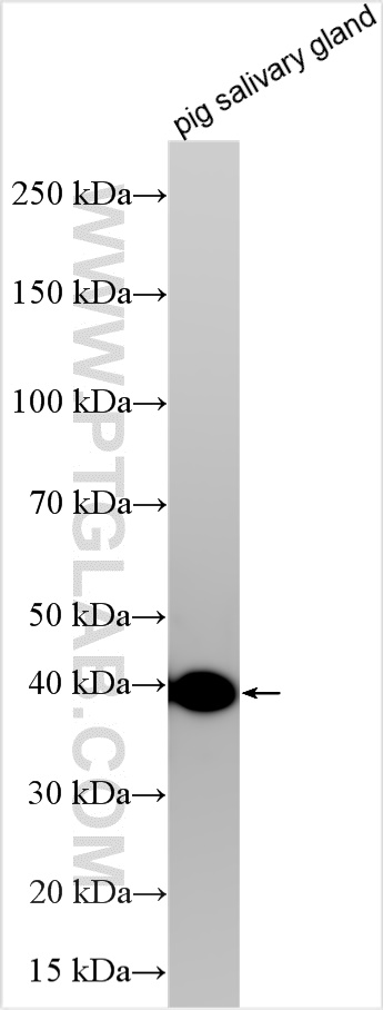 WB analysis using 32740-1-AP