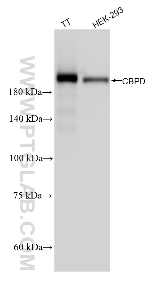 WB analysis using 83229-5-RR