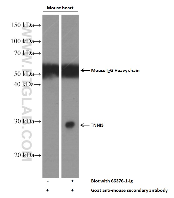 WB analysis of mouse heart using 66376-1-Ig