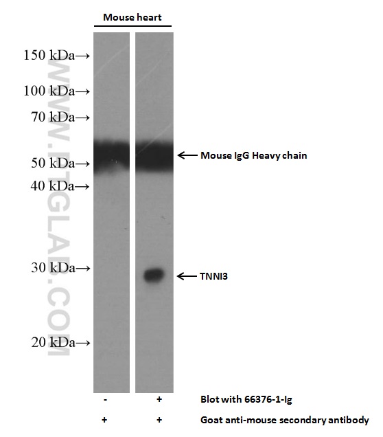 WB analysis of mouse heart using 66376-1-Ig (same clone as 66376-1-PBS)