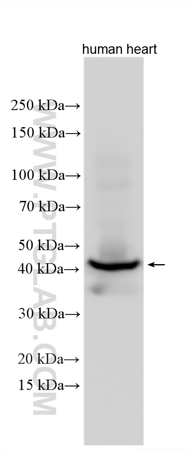 WB analysis using 26592-1-AP