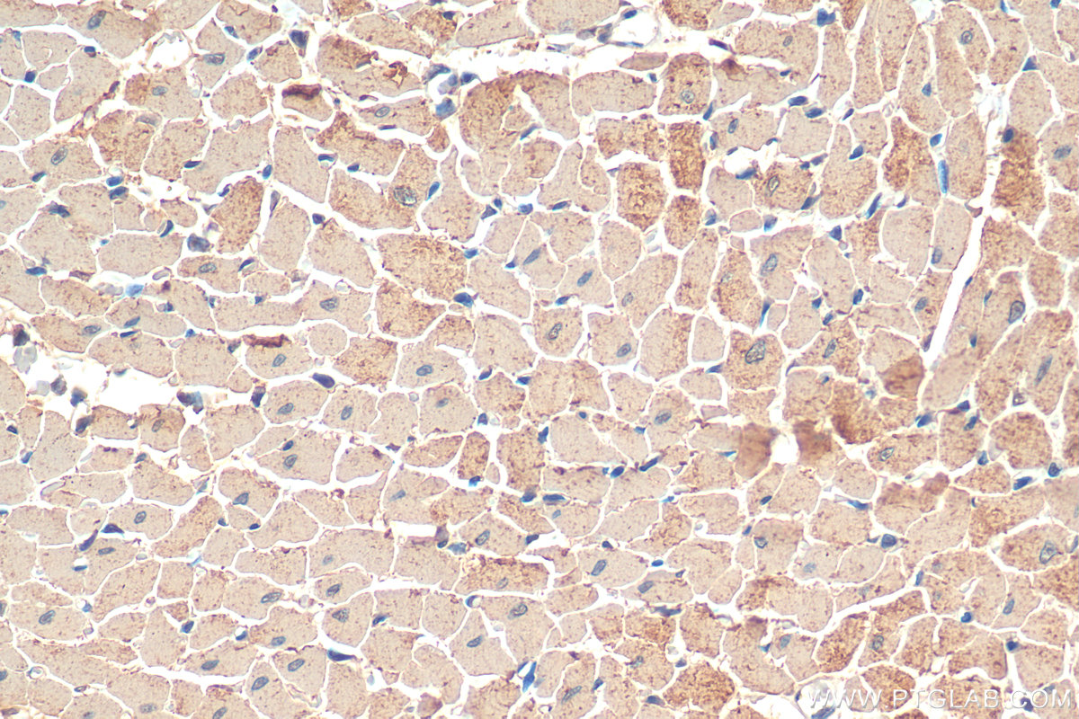 IHC staining of rat heart using 68300-1-Ig (same clone as 68300-1-PBS)
