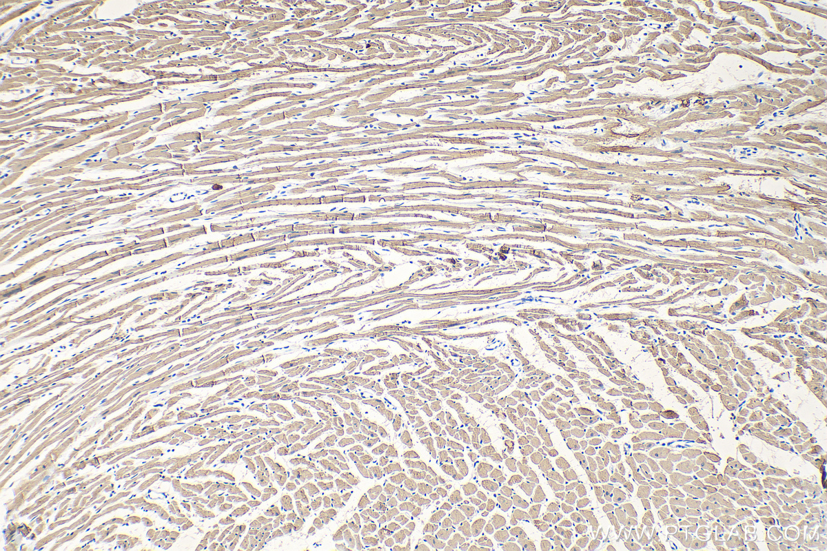 IHC staining of rat heart using 68300-1-Ig (same clone as 68300-1-PBS)