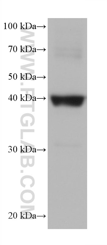 WB analysis of pig heart using 68300-1-Ig (same clone as 68300-1-PBS)