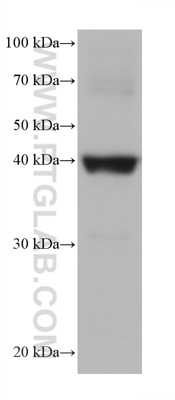 WB analysis of rabbit heart using 68300-1-Ig (same clone as 68300-1-PBS)