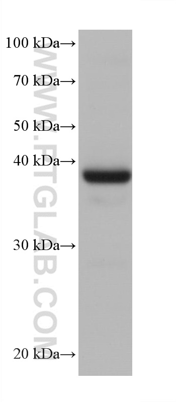 WB analysis of rat heart using 68300-1-Ig (same clone as 68300-1-PBS)