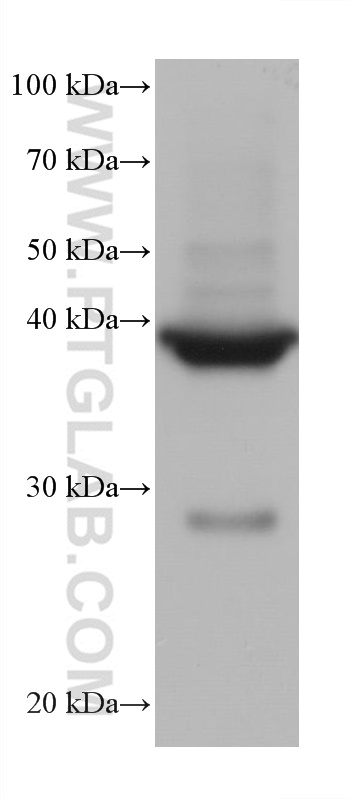 WB analysis of mouse heart using 68300-1-Ig (same clone as 68300-1-PBS)