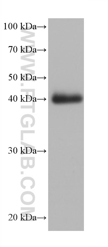 WB analysis of chicken heart using 68300-1-Ig