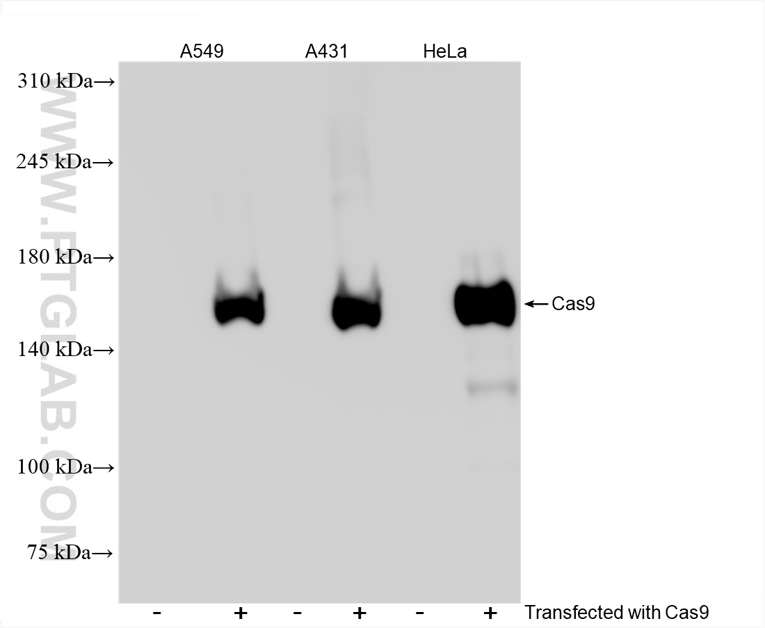 WB analysis using 85389-1-RR (same clone as 85389-1-PBS)