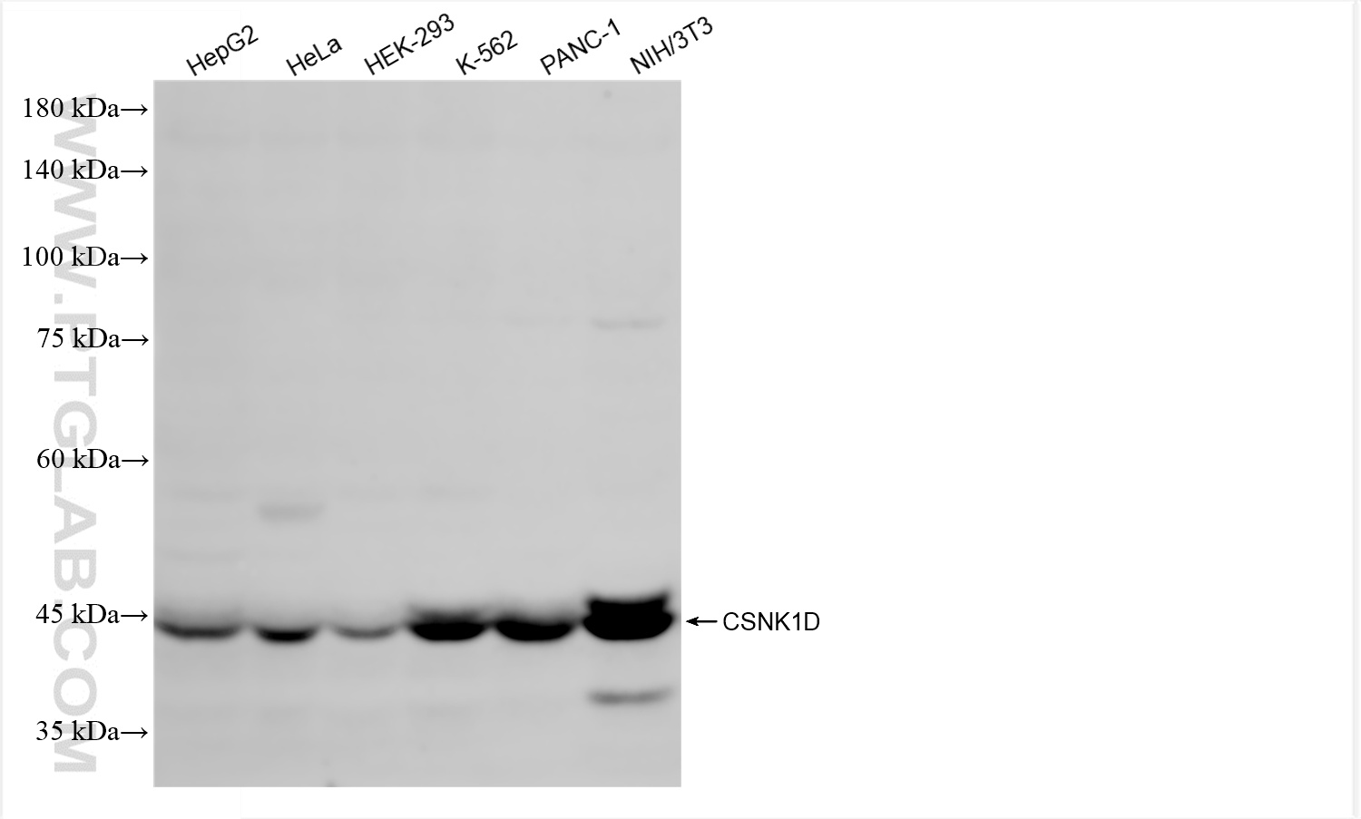 WB analysis using 86423-2-RR