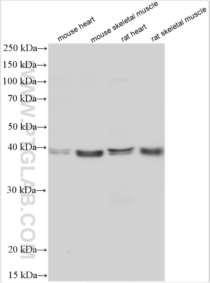 WB analysis using 31020-1-AP
