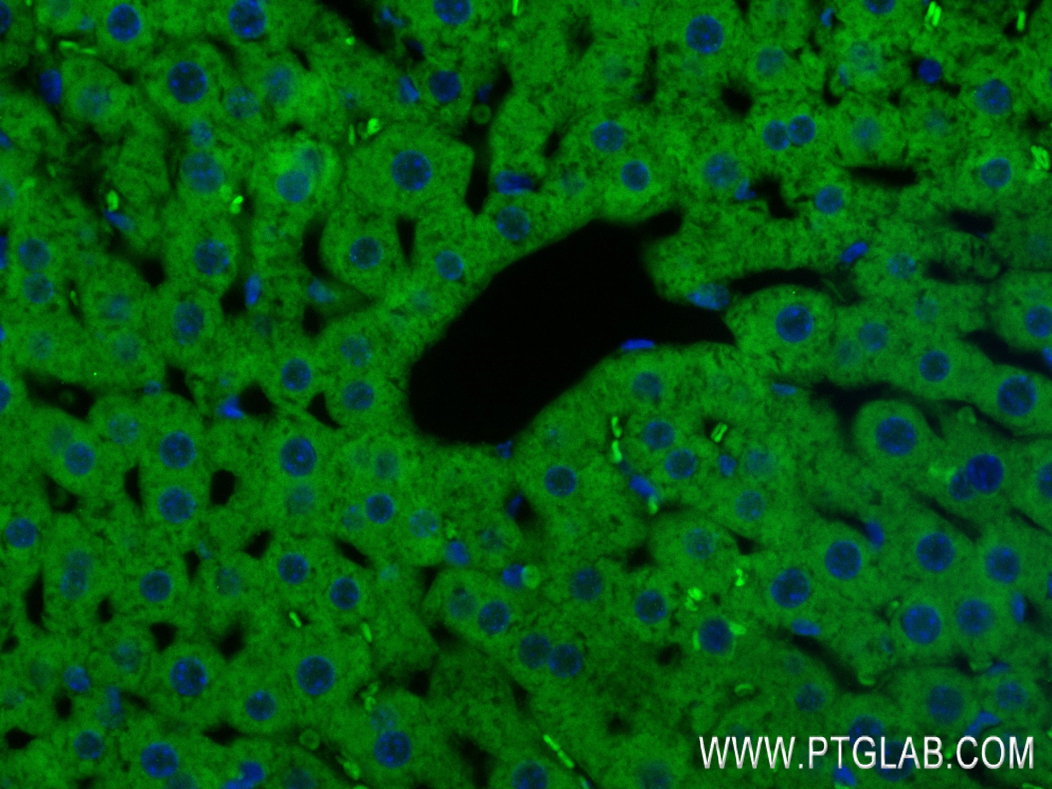 IF Staining of mouse liver using 84752-1-RR (same clone as 84752-1-PBS)