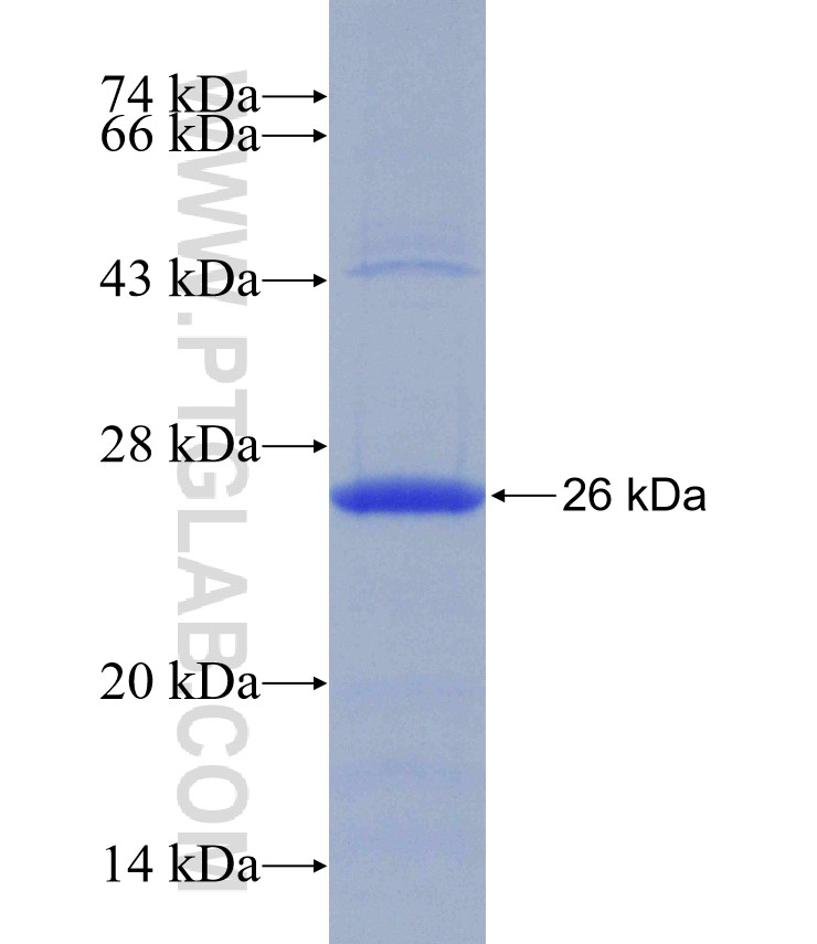 Caspase 1 fusion protein Ag27630 SDS-PAGE