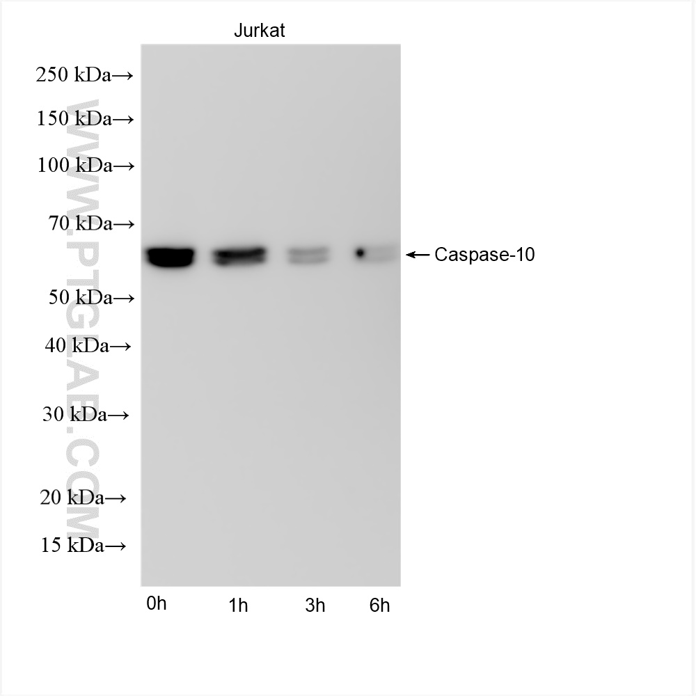 WB analysis using 85196-3-RR (same clone as 85196-3-PBS)
