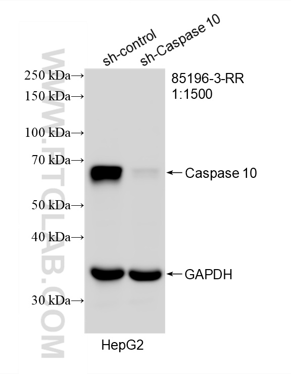 WB analysis of HepG2 using 85196-3-RR WB analysis of HepG2 using 85196-3-RR