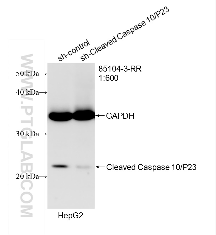 WB analysis of HepG2 using 85104-3-RR WB analysis of HepG2 using 85104-3-RR