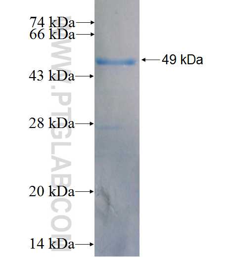 Caspase 2 fusion protein Ag0694 SDS-PAGE
