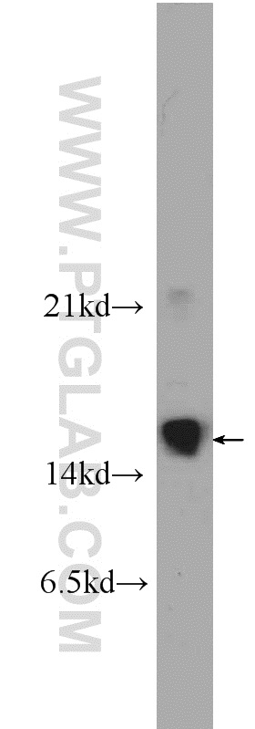 WB analysis of HepG2 using 25546-1-AP