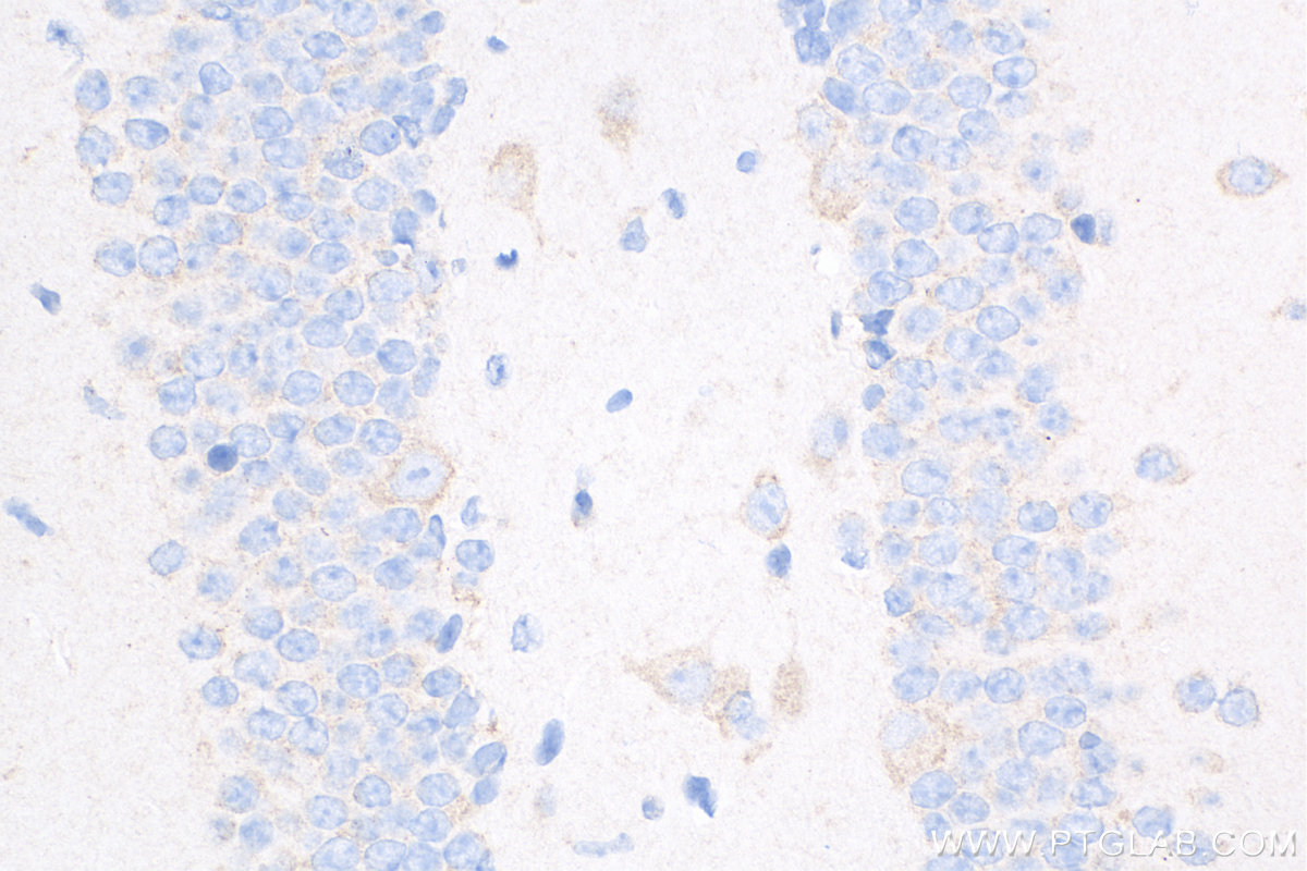 IHC staining of mouse brain using 82202-1-RR (same clone as 82202-1-PBS)