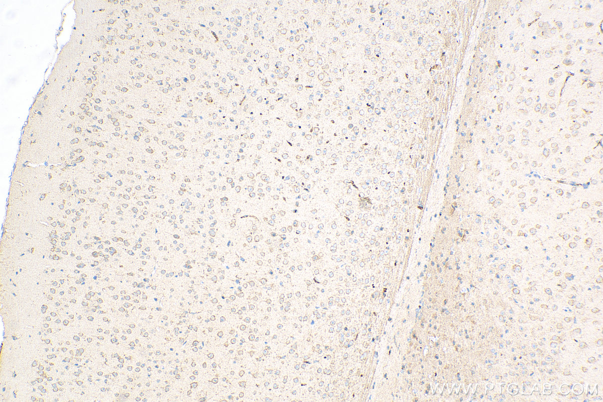 IHC staining of mouse brain using 82202-1-RR