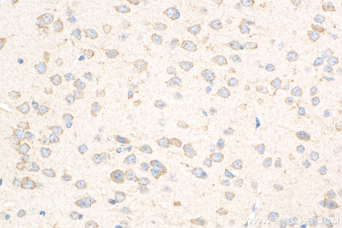 IHC staining of mouse brain using 82202-1-RR