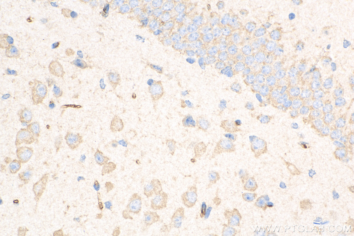 IHC staining of mouse brain using 82202-1-RR (same clone as 82202-1-PBS)