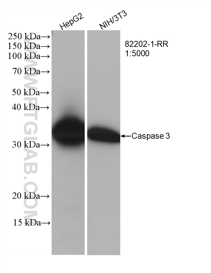 WB analysis using 82202-1-RR