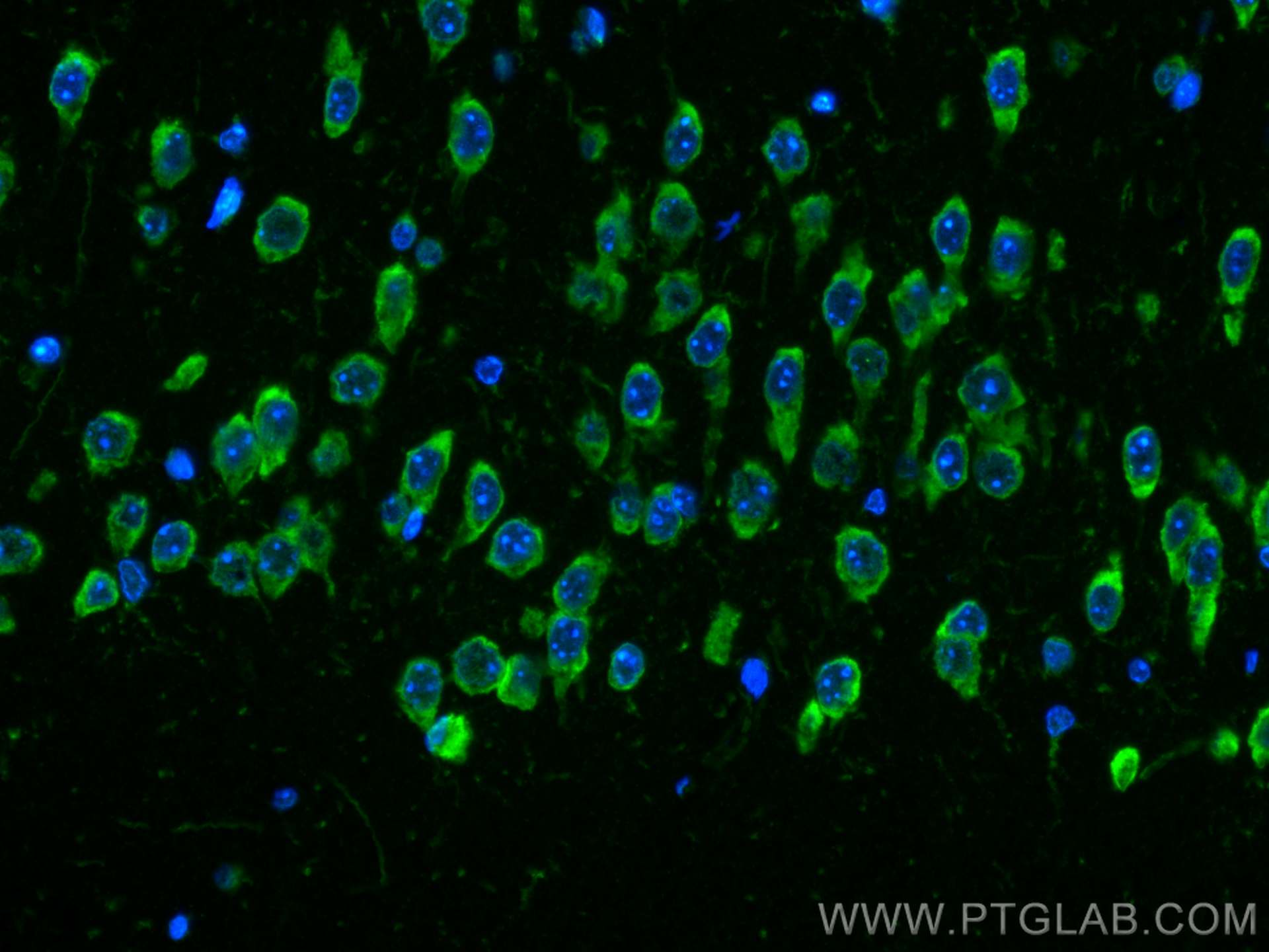 IF Staining of mouse brain using CL488-66470