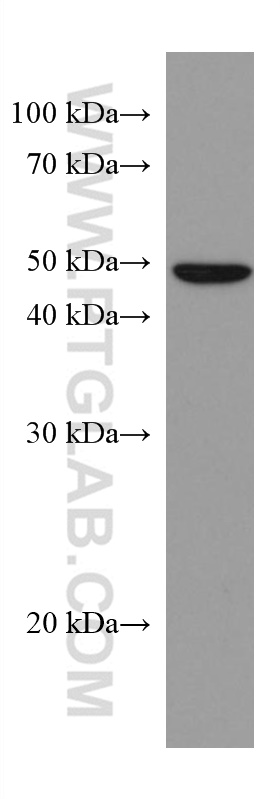 WB analysis of SGC-7901 using 67398-1-Ig