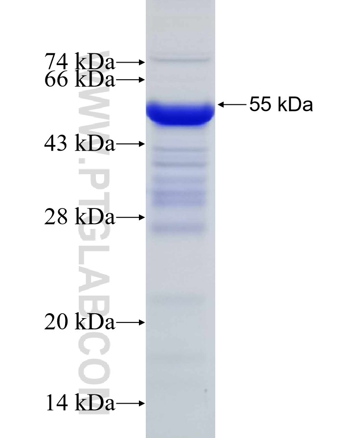 Caspase 4 fusion protein Ag29488 SDS-PAGE