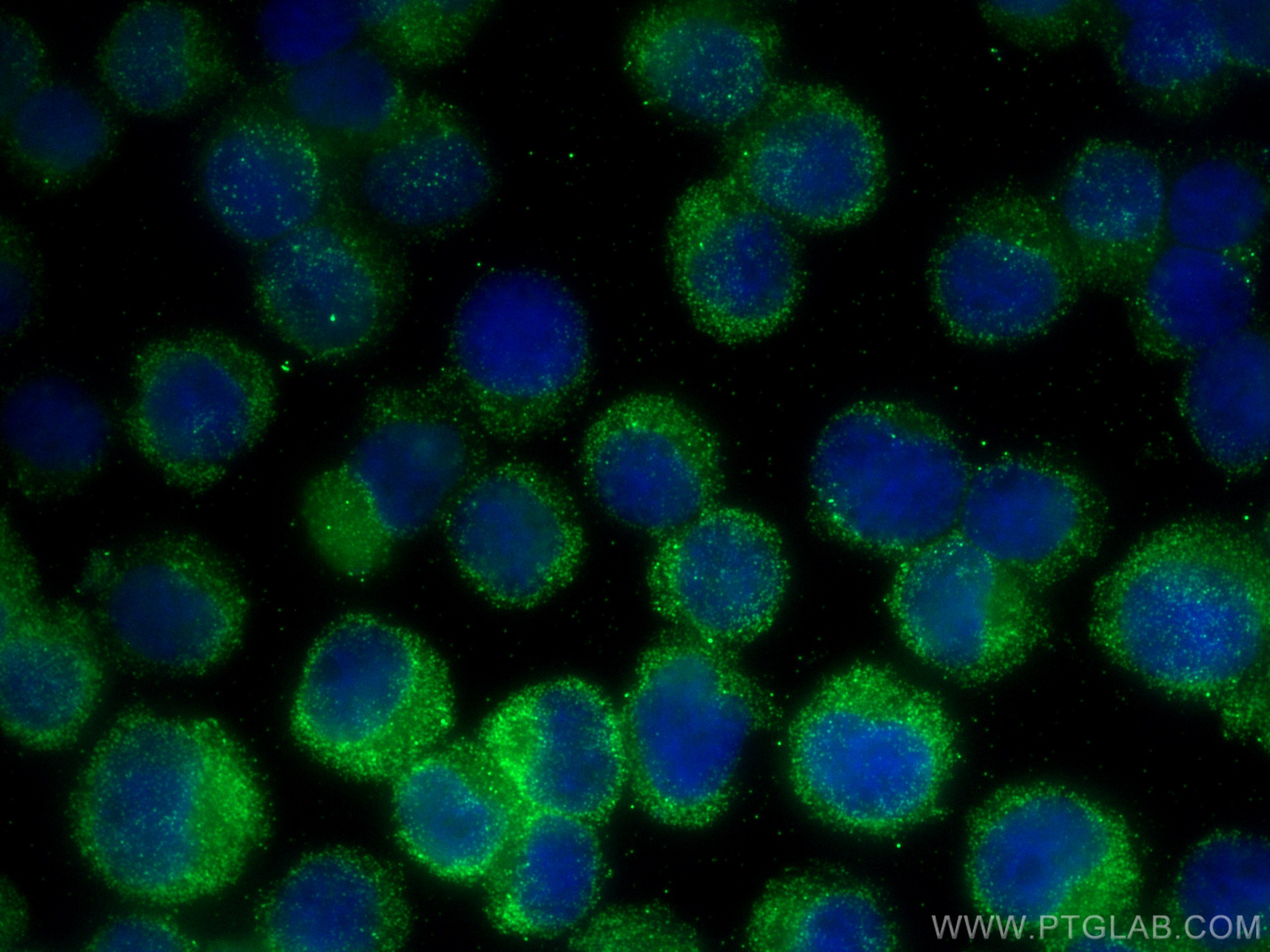 IF Staining of Jurkat using 67825-1-Ig