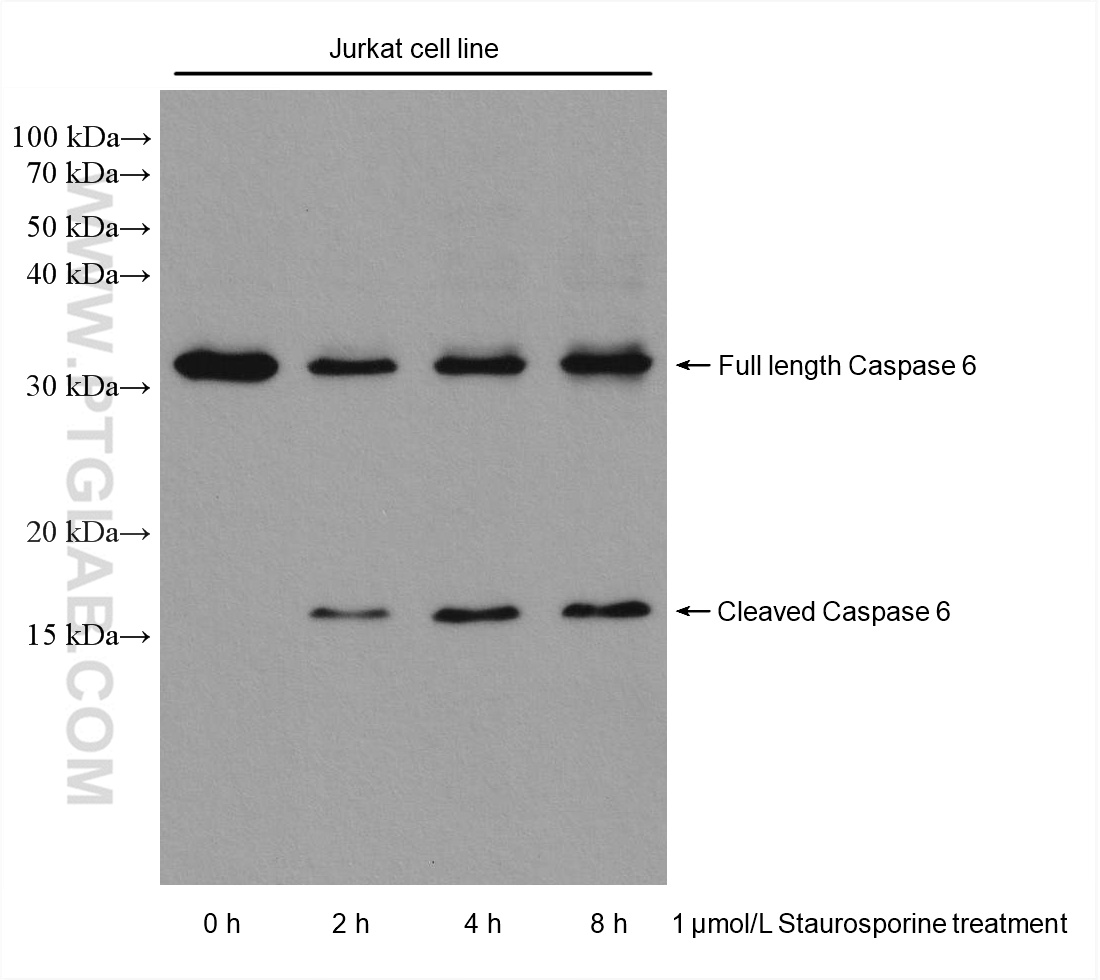 WB analysis using 67825-1-Ig